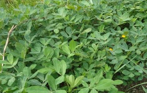 秋花生高产种植技术(秋花生高产种植新技术)