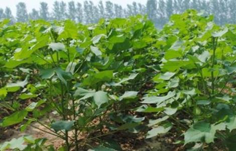 棉花贪青晚熟 怎么办