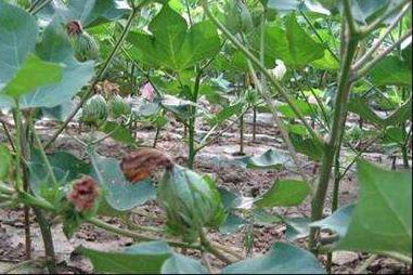 棉花贪青晚熟怎么办 棉花贪青晚熟怎么办