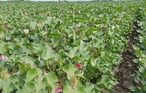 棉花花铃期如何管理（棉花铃期田间管理）