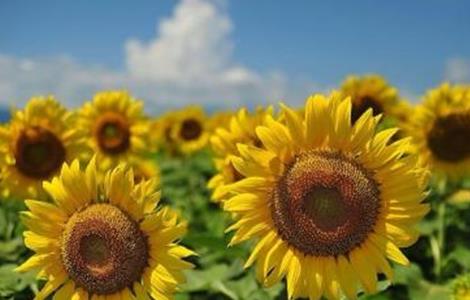 造成向日葵减产的原因 造成向日葵减产的原因是