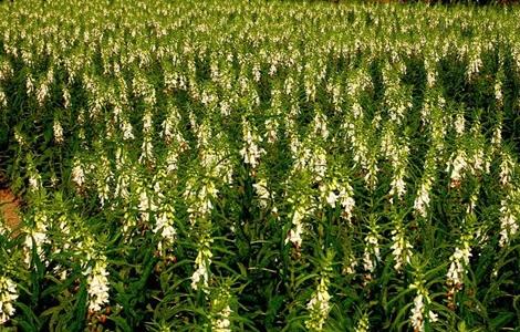 芝麻如何施肥才能高产 芝麻如何施肥才能高产一些