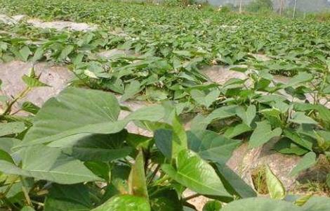 紫薯苗期管理技术（紫薯栽培技术要点）