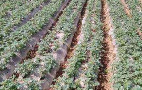 马铃薯中后期管理要点 马铃薯中后期管理要点包括