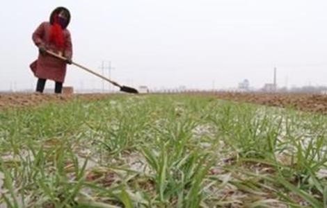 小麦冬灌好处和注意事项 小麦冬灌好还是春灌好
