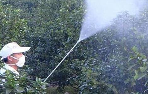 常用叶面肥 种类