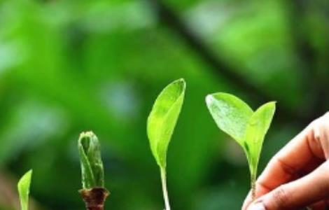 腐植酸肥料的使用时期和注意事项 腐植酸肥料的作用和使用方法论文