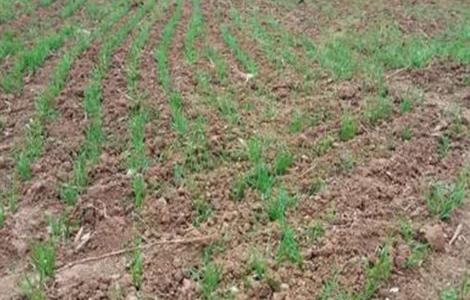 小麦 缺苗断垄 如何补救