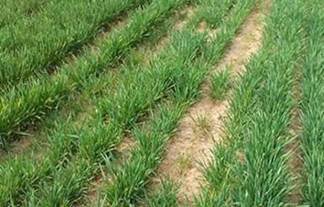 小麦 缺苗断垄 如何补救