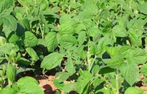 大豆重茬减产的原因（大豆重茬减产的原因有哪些）