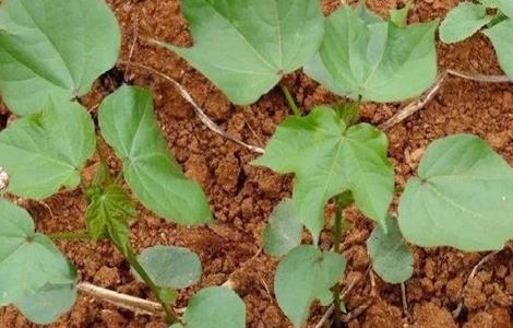 棉花大小苗是怎么造成的 棉花苗长什么样