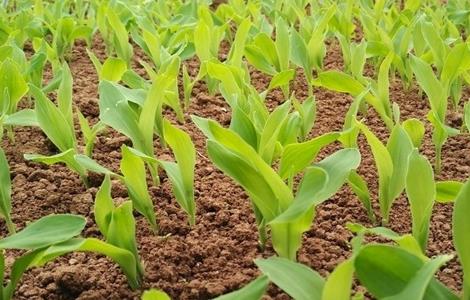 玉米大小苗怎么回事（玉米出现大小苗怎么办）