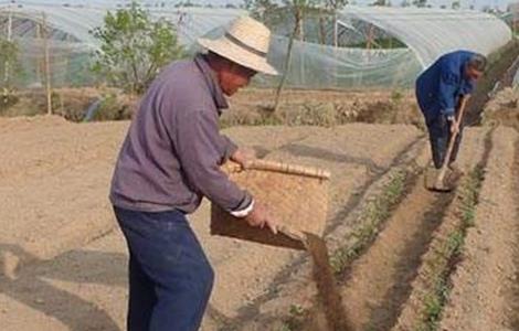 施用有机肥注意事项 施用有机肥注意事项和要求