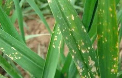 冬季小麦除草如何避免药害（小麦除草药害怎么办）