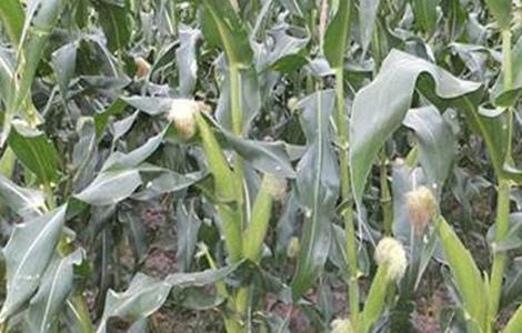 玉米灌浆异常咋回事（玉米灌浆期老下雨有影响吗）