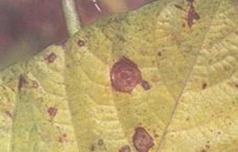 绿豆轮纹病的防治方法 绿豆轮纹病发病条件