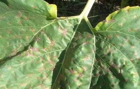 向日葵褐斑病的防治方法 向日葵褐斑病的防治方法有哪些