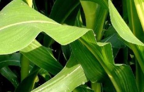 玉米叶子打卷是怎么回事(玉米叶子打卷是怎么回事啊)