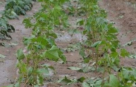 棉花育苗期三害预防措施 棉花苗期病害