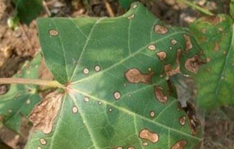 棉花药害的补救方法 治棉花的农药