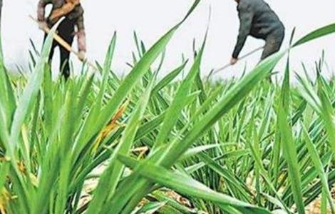 小麦控旺原因及方法 控制小麦旺长措施