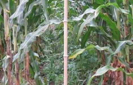 玉米脱肥症状和防治方法 玉米脱肥症状和防治方法图片