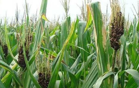 玉米盐酸害的防治方法（玉米盐酸害的防治方法是什么）