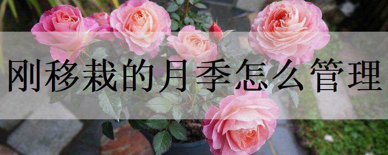 刚移栽的月季怎么管理（刚移栽的月季怎么管理视频）