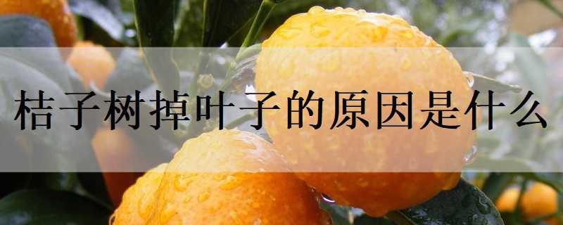 桔子树掉叶子的原因是什么 桔子树掉叶子的原因是什么呢