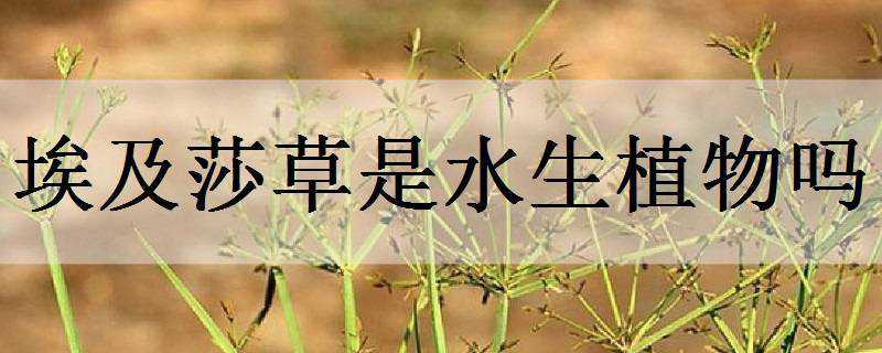 埃及莎草是水生植物吗（埃及莎草是水生植物吗为什么）