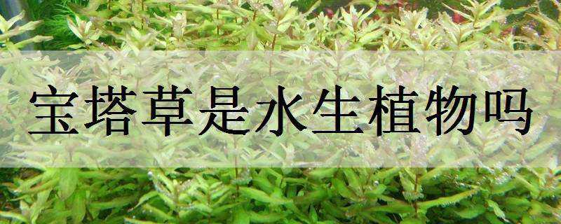 宝塔草是水生植物吗 宝塔水草是阴性草吗