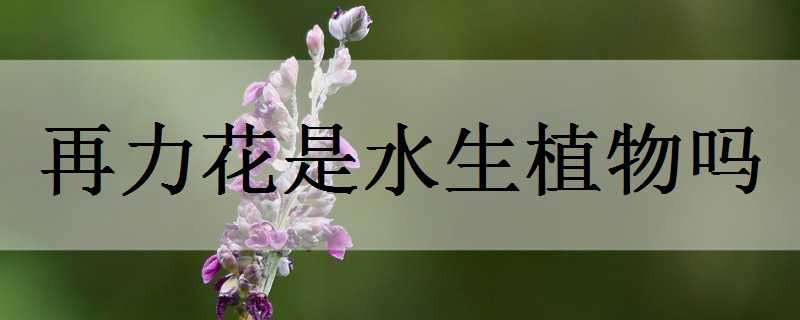 再力花是水生植物吗（再力花是什么植物）