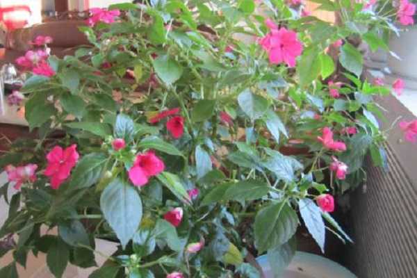 玻璃翠和玉树的区别主要有哪些（玻璃翠和玉树的区别主要有哪些颜色）