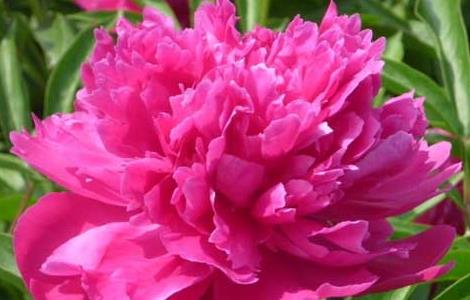 芍药花的花语是什么 芍药花的花语是什么 可以放在室内养吗