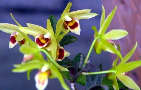 铁皮石斛产地在哪里（最好的铁皮石斛产地在哪里）