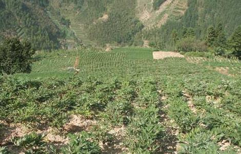 当归种植条件有哪些 当归种植条件有哪些品种