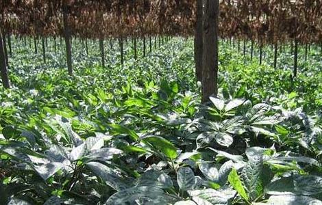 三七种子怎么种(三七种子怎么种才能发芽呢)