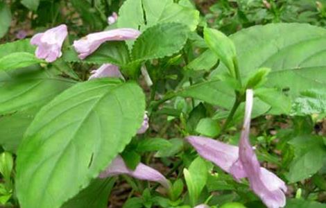 板蓝根种植技术