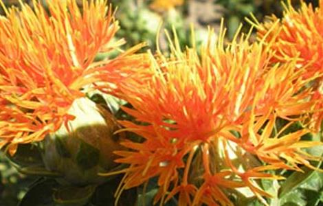 红花栽培技术（红花栽培技术项目）