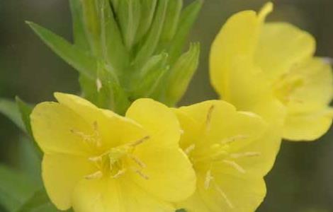 月见草虫害防治技术（月季虫病害防治）