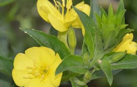 月见草常见的病虫害