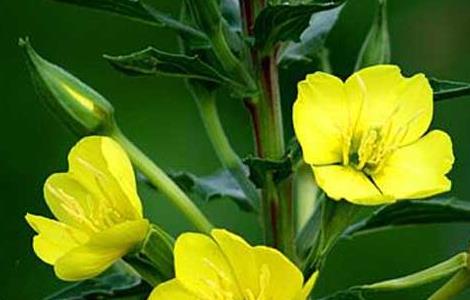 月见草常见的病虫害