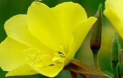 月见草常见的病虫害