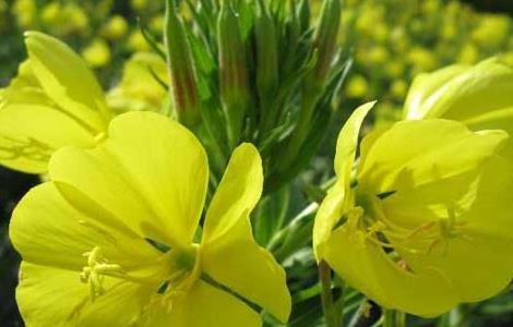 月见草常见的病虫害