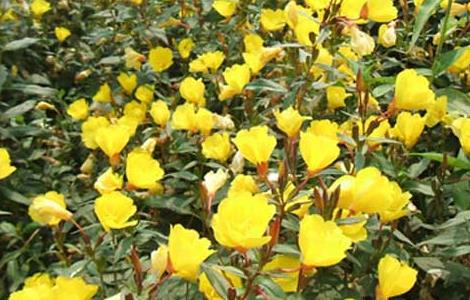 月见草常见的病虫害