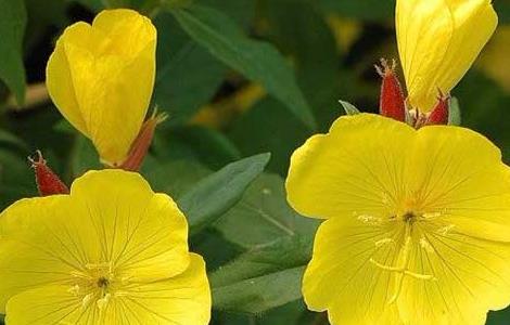 月见草常见的病虫害