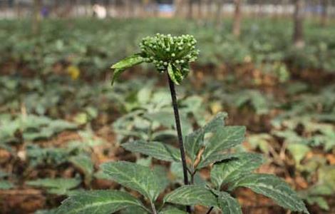 三七的种植条件 三七种植条件海拔