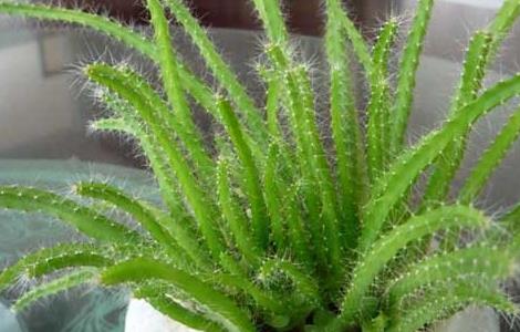 火龙果盆栽种植方法（火龙果种植 盆栽方法）