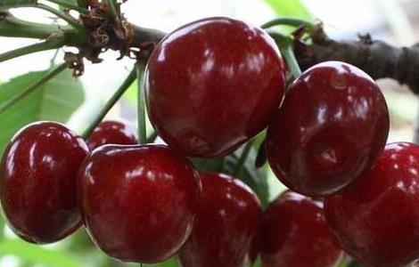车厘子的成熟时间(车厘子成熟季节是好久)