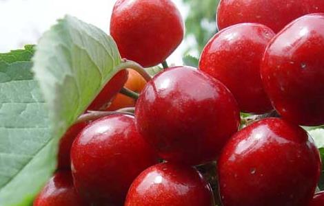 车厘子的品种有哪些 车厘子最好的品种是什么